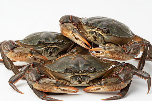 Premium Mud Crabs